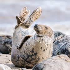 Image result for Halichoerus grypus