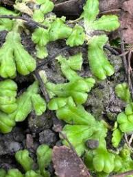 Attēlu rezultāti vaicājumam “Ricciocarpos natans”