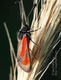 Attēlu rezultāti vaicājumam “Zygaena minos”