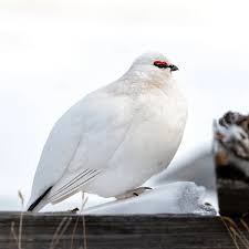 Attēlu rezultāti vaicājumam “Lagopus lagopus male”
