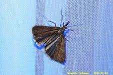 Attēlu rezultāti vaicājumam “Hypochalcia ahenella”