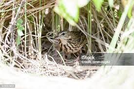 Attēlu rezultāti vaicājumam “Anthus trivialis”