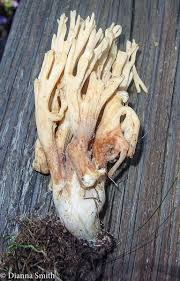 Attēlu rezultāti vaicājumam “Lentaria sp.”