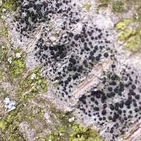 Attēlu rezultāti vaicājumam “Lecidella elaeochroma”