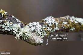 Attēlu rezultāti vaicājumam “Hyphodontia barba-jovis”