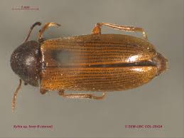 Attēlu rezultāti vaicājumam “Xylita laevigata”