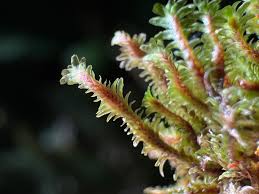 Attēlu rezultāti vaicājumam “Diplophyllum albicans”