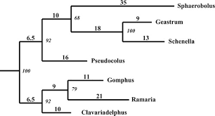 Attēlu rezultāti vaicājumam “Amaurochaete fusiformis spores”
