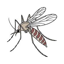 Attēlu rezultāti vaicājumam “Culex pipiens”