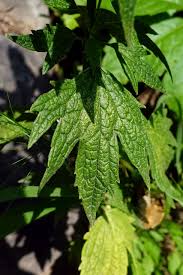 Attēlu rezultāti vaicājumam “Leonurus cardiaca leaf”