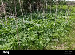 Attēlu rezultāti vaicājumam “Heracleum sosnowskyi leaf”
