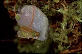 Attēlu rezultāti vaicājumam “Buxbaumia aphylla sporophyte”