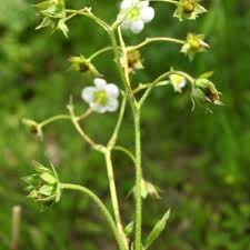 Attēlu rezultāti vaicājumam “Fragaria moschata leaf”