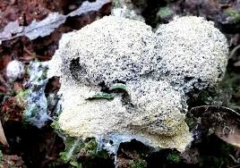 Attēlu rezultāti vaicājumam “Fuligo septica var. septica macro”