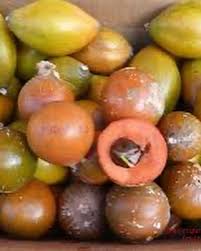 Attēlu rezultāti vaicājumam “Setaria viridis fruit”