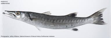 Image result for Sphyraena barracuda