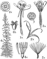 Attēlu rezultāti vaicājumam “Onagraceae”