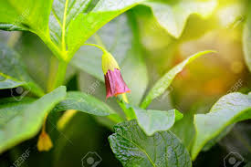 Attēlu rezultāti vaicājumam “Scopolia carniolica flower”