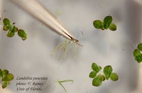 Attēlu rezultāti vaicājumam “Lamproderma puncticulatum stalked”