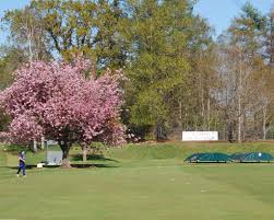 Image result for Cherry Tree Cricket Club