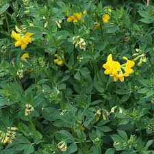 Attēlu rezultāti vaicājumam “Lotus corniculatus”
