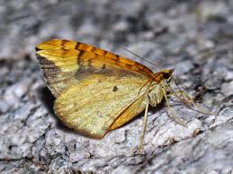 Attēlu rezultāti vaicājumam “Eulithis sp.”