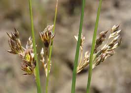 Attēlu rezultāti vaicājumam “Juncus balticus”