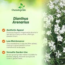 Attēlu rezultāti vaicājumam “Dianthus arenarius”