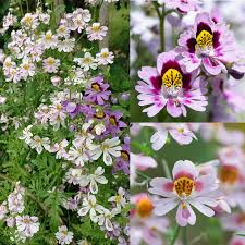 Image result for Schizanthus