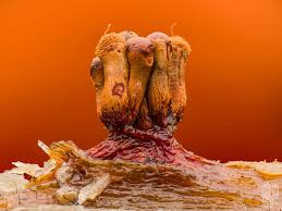 Attēlu rezultāti vaicājumam “Colloderma oculatum macro”