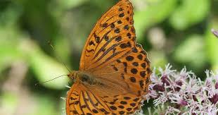 Attēlu rezultāti vaicājumam “Argynnis paphia female”