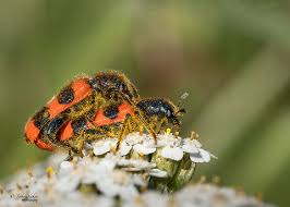 Attēlu rezultāti vaicājumam “Trichodes apiarius”