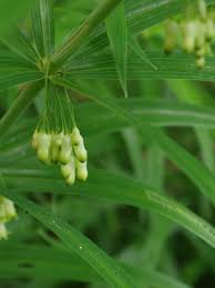 Attēlu rezultāti vaicājumam “Polygonatum verticillatum bud”