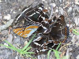 Attēlu rezultāti vaicājumam “Limenitis populi upperside”