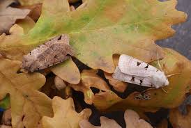 Attēlu rezultāti vaicājumam “Agrochola litura”