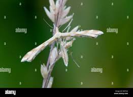 Attēlu rezultāti vaicājumam “Platyptilia sp.”