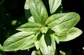 Attēlu rezultāti vaicājumam “Veronica anagallis-aquatica”