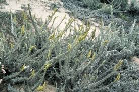Image result for Artemisia caudata