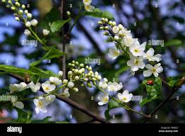 Attēlu rezultāti vaicājumam “Padus avium flower”
