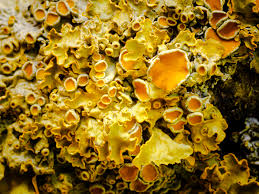 Attēlu rezultāti vaicājumam “Xanthoria parietina”