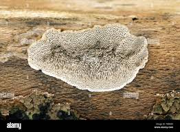 Attēlu rezultāti vaicājumam “Coriolopsis trogii”