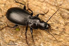 Attēlu rezultāti vaicājumam “Pterostichus aethiops”