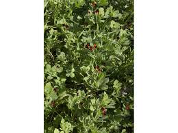 Image result for Lotus tetragonolobus