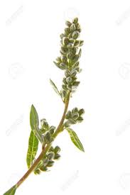 Attēlu rezultāti vaicājumam “Artemisia vulgaris bud”
