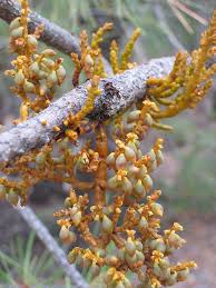 Attēlu rezultāti vaicājumam “Santalaceae”