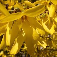 Attēlu rezultāti vaicājumam “Forsythia intermedia flower”
