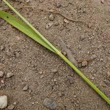 Attēlu rezultāti vaicājumam “Trisetum flavescens flower”