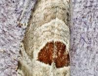 Attēlu rezultāti vaicājumam “Notocelia uddmanniana”