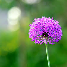 Attēlu rezultāti vaicājumam “Allium holandicum flower”
