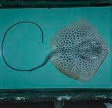 Image result for Himantura uarnak